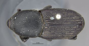 Media type: image;   Entomology 124 Aspect: habitus dorsal view